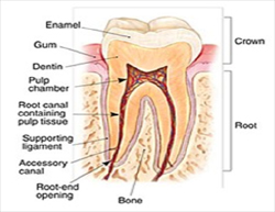 Anatomy of a Tooth
